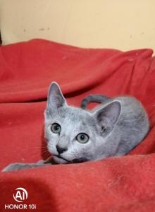 Russian Blue A_Valdemar - Russian Blue Kitten For Sale - Manorville, NY, US Russian Blue A_Valdemar - Russian Blue Kitten For Sale - Manorville, NY, US