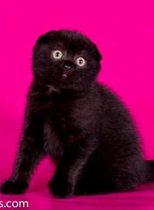 Pure black baby girl scottish fold - Scottish Fold Kitten For Sale - CA, US Pure black baby girl scottish fold - Scottish Fold Kitten For Sale - CA, US