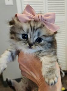 LUXURY SCOTTISH FOLDS - Scottish Fold Kitten For Sale - Grand Rapids&comma; MI&comma; US