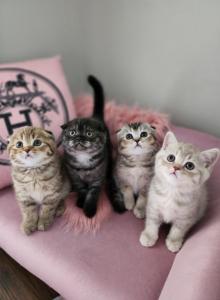 LUXURY SCOTTISH FOLDS - Scottish Fold Kitten For Sale - Grand Rapids, MI, US LUXURY SCOTTISH FOLDS - Scottish Fold Kitten For Sale - Grand Rapids, MI, US