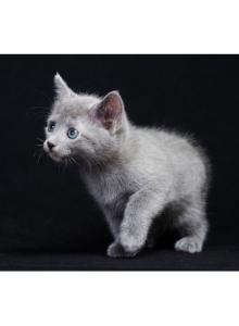 A Alika - Russian Blue Kitten For Sale - Empire State, NY, US A Alika - Russian Blue Kitten For Sale - Empire State, NY, US