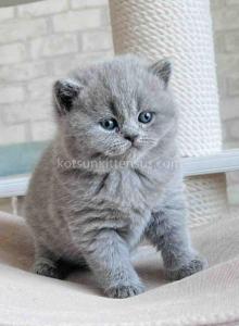 Chunky british shorthair boy blue solid color - British Shorthair Kitten For Sale - Los Angeles, CA, US Chunky british shorthair boy blue solid color - British Shorthair Kitten For Sale - Los Angeles, CA, US