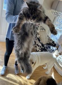 Blk smoke tabby - Maine Coon Cat For Sale - Cookeville, TN, US Blk smoke tabby - Maine Coon Cat For Sale - Cookeville, TN, US