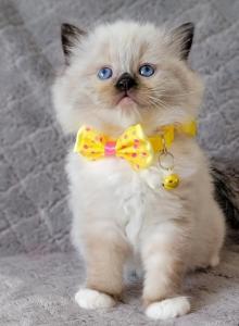 Luxury Ragdolls TICA registered - Ragdoll Kitten For Sale - Southwick, MA, US Luxury Ragdolls TICA registered - Ragdoll Kitten For Sale - Southwick, MA, US