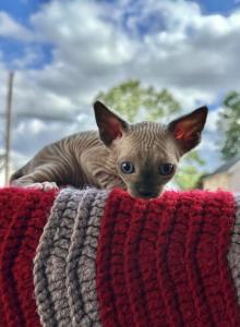 Sphynx Sphinx gray USA - Sphynx Kitten For Sale - New Castle&comma; PA&comma; US