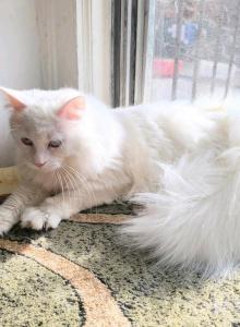 Markiza - Siberian Cat For Sale - New York&comma; NY&comma; US