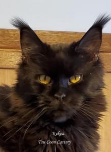 Kekoa - Maine Coon Cat For Sale - Longmont&comma; CO&comma; US