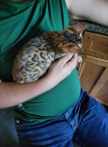 Purebred Bengal Kitten - Bengal Cat For Sale - Cedar Springs&comma; MI&comma; US
