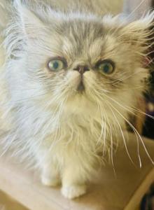 Sunny of Towercastle - Persian Cat For Sale - West Palm Beach, FL, US Sunny of Towercastle - Persian Cat For Sale - West Palm Beach, FL, US