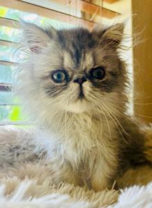 Sunny of Towercastle - Persian Cat For Sale - West Palm Beach&comma; FL&comma; US