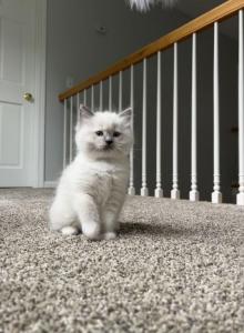Mitted Ragdoll Male - Ragdoll Kitten For Sale - Westborough&comma; MA&comma; US