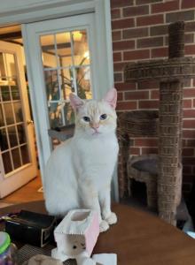 Color point Family of six - Colorpoint Shorthair Cat For Sale - Randallstown, MD, US Color point Family of six - Colorpoint Shorthair Cat For Sale - Randallstown, MD, US