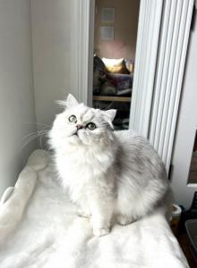 Jam - Scottish Straight Cat For Adoption - Matthews, NC, US Jam - Scottish Straight Cat For Adoption - Matthews, NC, US