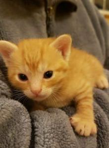 Bengal Kittens Orange in Color - Bengal Kitten For Adoption - MI&comma; US