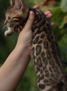 Rocco - Bengal Cat For Sale - Temecula&comma; CA&comma; US