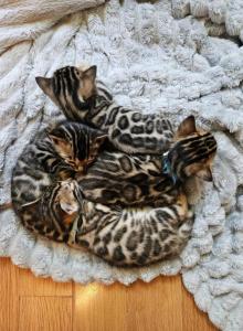 Bengal kittens Tica Registered - Bengal Kitten For Sale - Marion, NY, US Bengal kittens Tica Registered - Bengal Kitten For Sale - Marion, NY, US