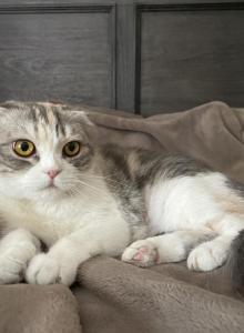 Alice - Scottish Fold Cat For Sale - Angier&comma; NC&comma; US