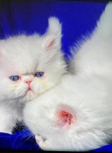 CFA registered dollface Blue Eyed White Persians - Persian Kitten For Sale - San Jose, CA, US CFA registered dollface Blue Eyed White Persians - Persian Kitten For Sale - San Jose, CA, US