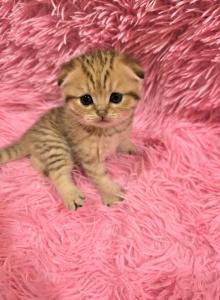 Kristi - Scottish Fold Cat For Sale - Philadelphia&comma; PA&comma; US