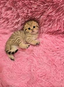 Kristi - Scottish Fold Cat For Sale - Philadelphia&comma; PA&comma; US