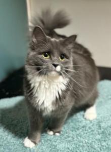 Kyomi - Siberian Cat For Adoption - Tygh Valley, OR, US Kyomi - Siberian Cat For Adoption - Tygh Valley, OR, US