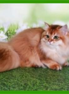 Golden longhair Champion Joshua ny12 - British Shorthair Cat For Sale - Matthews, NC, US Golden longhair Champion Joshua ny12 - British Shorthair Cat For Sale - Matthews, NC, US