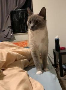 Free Female Siamese Cat - Siamese Cat For Adoption - Cedar Springs, MI, US Free Female Siamese Cat - Siamese Cat For Adoption - Cedar Springs, MI, US