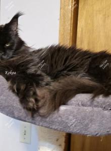 Kekoa - Maine Coon Cat For Sale - Longmont, CO, US Kekoa - Maine Coon Cat For Sale - Longmont, CO, US