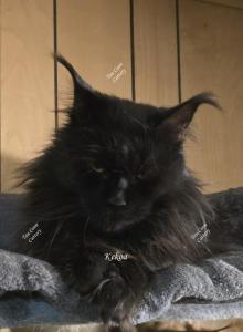 Kekoa - Maine Coon Cat For Sale - Longmont&comma; CO&comma; US