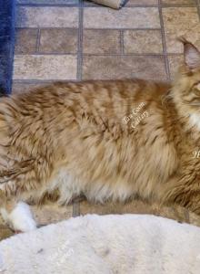 Hidalgo - Maine Coon Cat For Sale - Longmont&comma; CO&comma; US