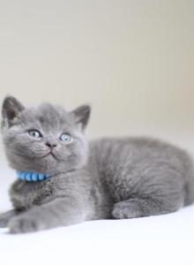 Scottish NY Alan - Scottish Straight Kitten For Sale - Brooklyn, NY, US Scottish NY Alan - Scottish Straight Kitten For Sale - Brooklyn, NY, US