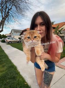 Misha STUD service scottishkilt standard munchkin - Munchkin Cat For Sale - TX&comma; US