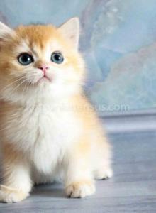 Zhofrey orange british ny 12 black golden shell - British Shorthair Kitten For Sale - Los Angeles&comma; CA&comma; US