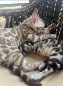 Silver Males - Bengal Kitten For Sale - Hermann&comma; MO&comma; US