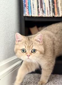 chloe - Scottish Straight Cat For Sale - Denver, CO, US chloe - Scottish Straight Cat For Sale - Denver, CO, US