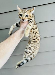 F2 Savannah lynx jungle kitten - Savannah Kitten For Sale - Encinitas&comma; CA&comma; US