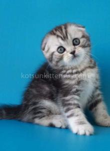 Pelageya butterfly tabby marble girl scottish fold - Scottish Fold Kitten For Sale - Houston&comma; TX&comma; US