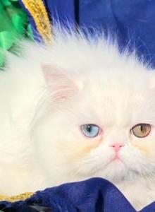 CFA registered White dollface persian female - Persian Cat For Sale - CA&comma; US