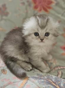 LUXURY SCOTTISH FOLDS - Scottish Fold Kitten For Sale - Grand Rapids&comma; MI&comma; US