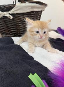 Kitty male - Siberian Kitten For Sale - Scranton, PA, US Kitty male - Siberian Kitten For Sale - Scranton, PA, US