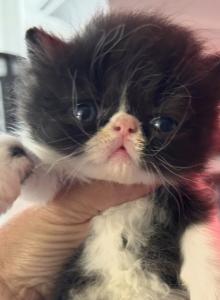 Black and white bicolor - Persian Kitten For Sale - Clay&comma; PA&comma; US