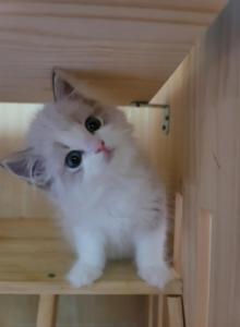 Anni - Ragdoll Kitten For Sale - Huntington Beach&comma; CA&comma; US