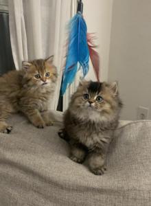 bow - British Shorthair Kitten For Sale - Glendale&comma; CA&comma; US