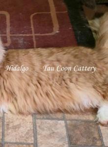 Hidalgo - Maine Coon Cat For Sale - Longmont&comma; CO&comma; US
