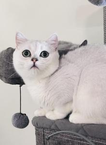 Casper 4th of July special promotion - British Shorthair Cat For Sale - NY&comma; US