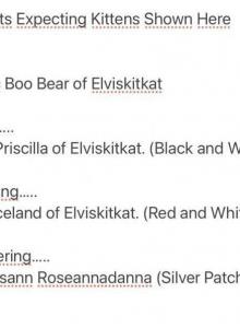 Kittens Coming Soon - Persian Kitten For Adoption - Peoria, AZ, US Kittens Coming Soon - Persian Kitten For Adoption - Peoria, AZ, US