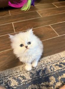 Upcoming Litter CFA Registered Shaded Silver - Persian Kitten For Sale - Spring&comma; TX&comma; US