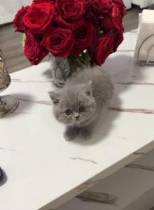 Charlie - British Shorthair Kitten For Sale - Clifton&comma; NJ&comma; US