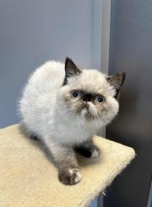 Seal points Exotic shorthair female - Exotic Cat For Sale - Brooklyn&comma; NY&comma; US