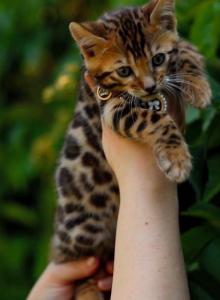 Destiny - Bengal Kitten For Adoption - Los Angeles, CA, US Destiny - Bengal Kitten For Adoption - Los Angeles, CA, US